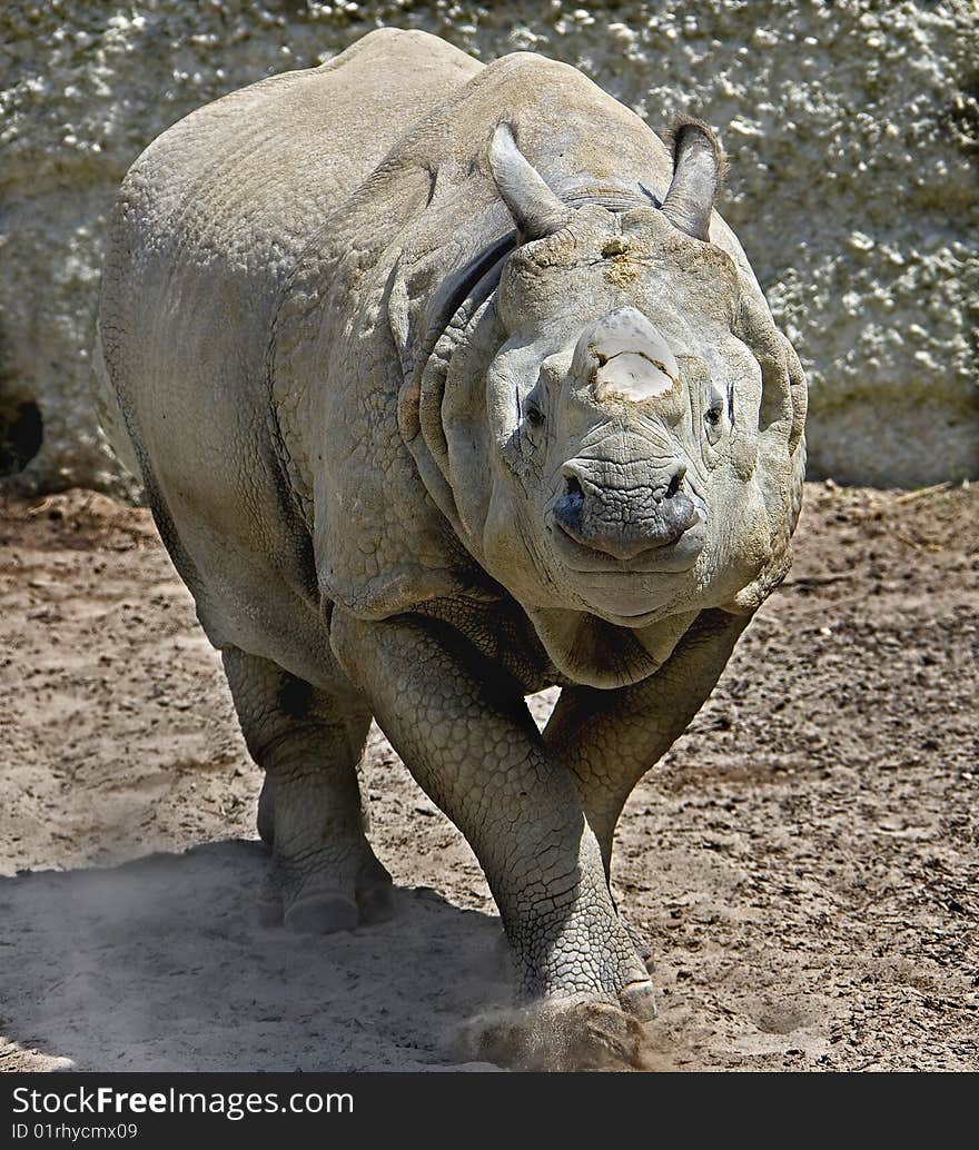 Great indian rhinoceros 3