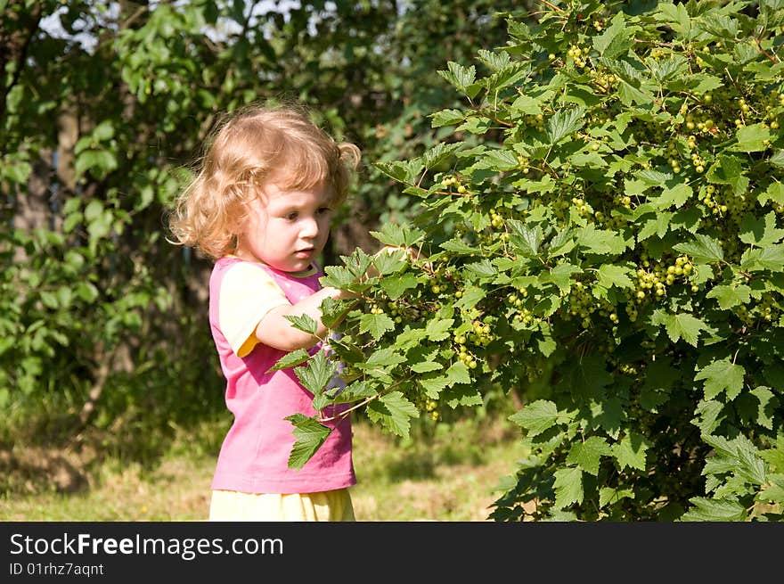 Little girl gathering currants in the garden