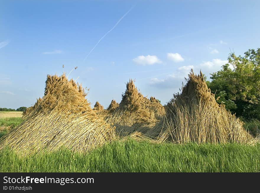 Mass of reed with blue sky bankground