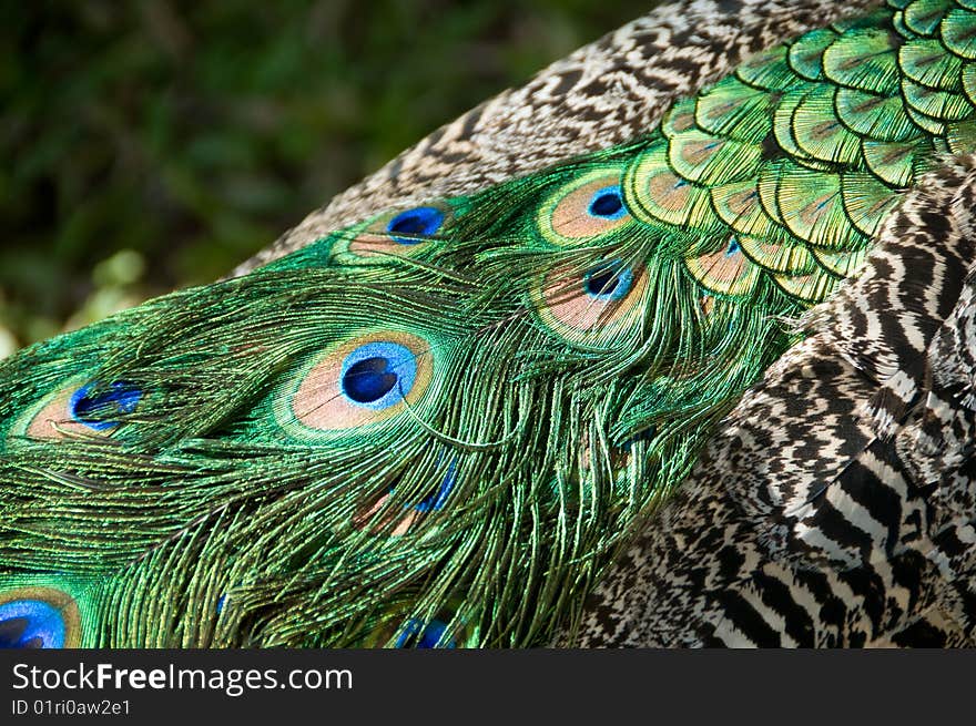 Peacock Feathers