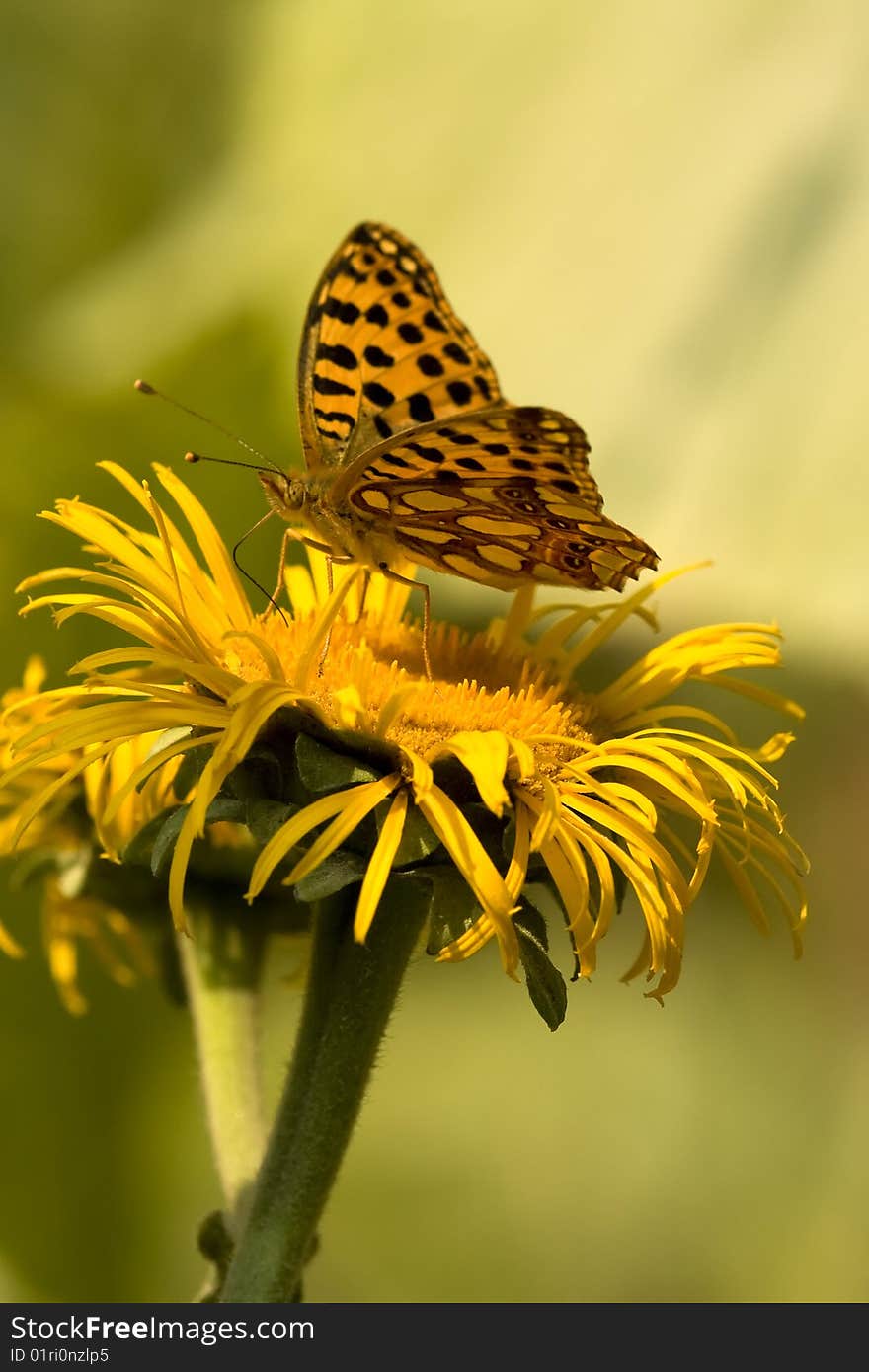 Butterfly Feeding On A Sunny Afternoon. Azuga Valley, Romania. . Butterfly Feeding On A Sunny Afternoon. Azuga Valley, Romania.