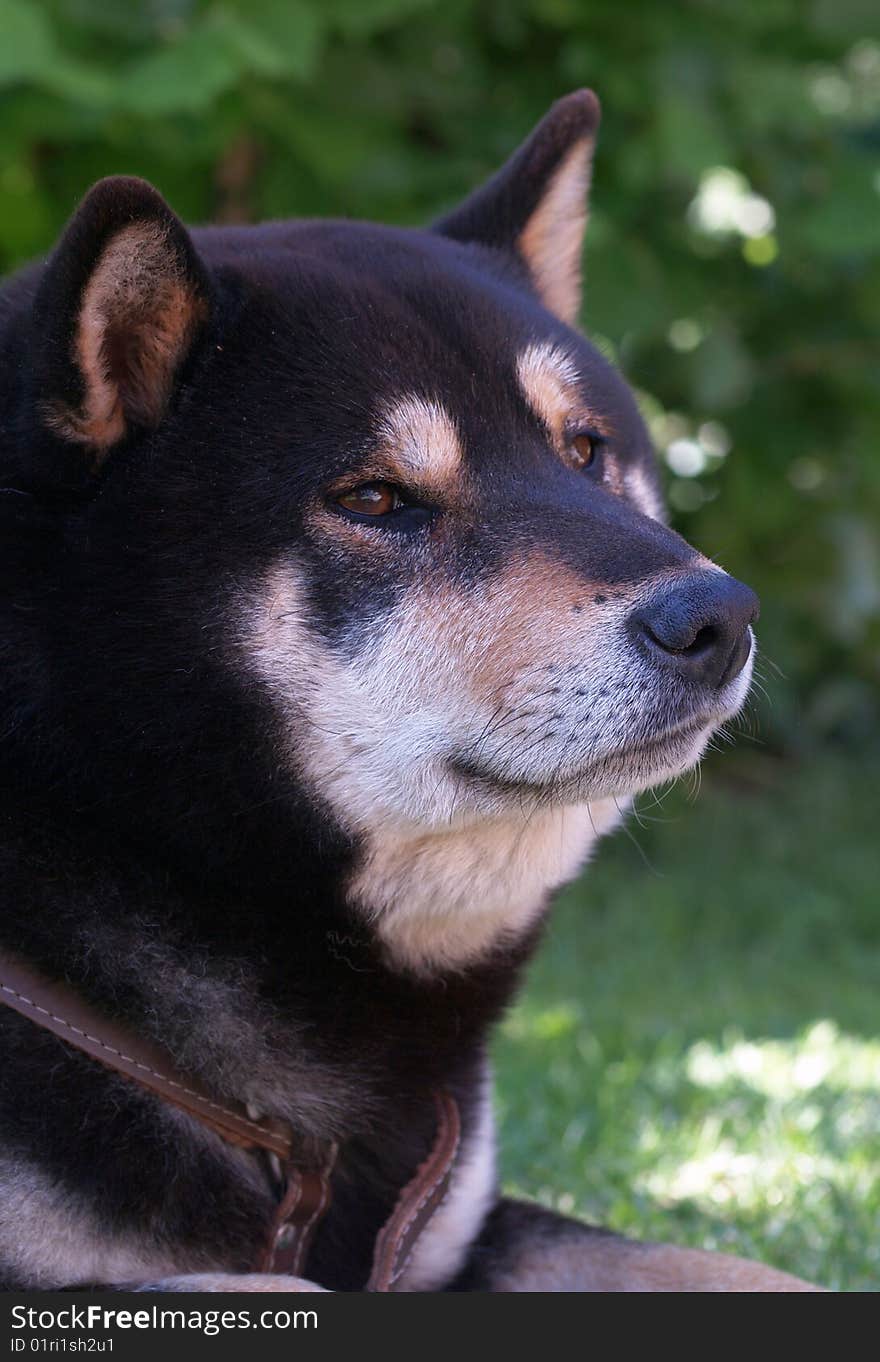 Dark Shiba Inu dog resting