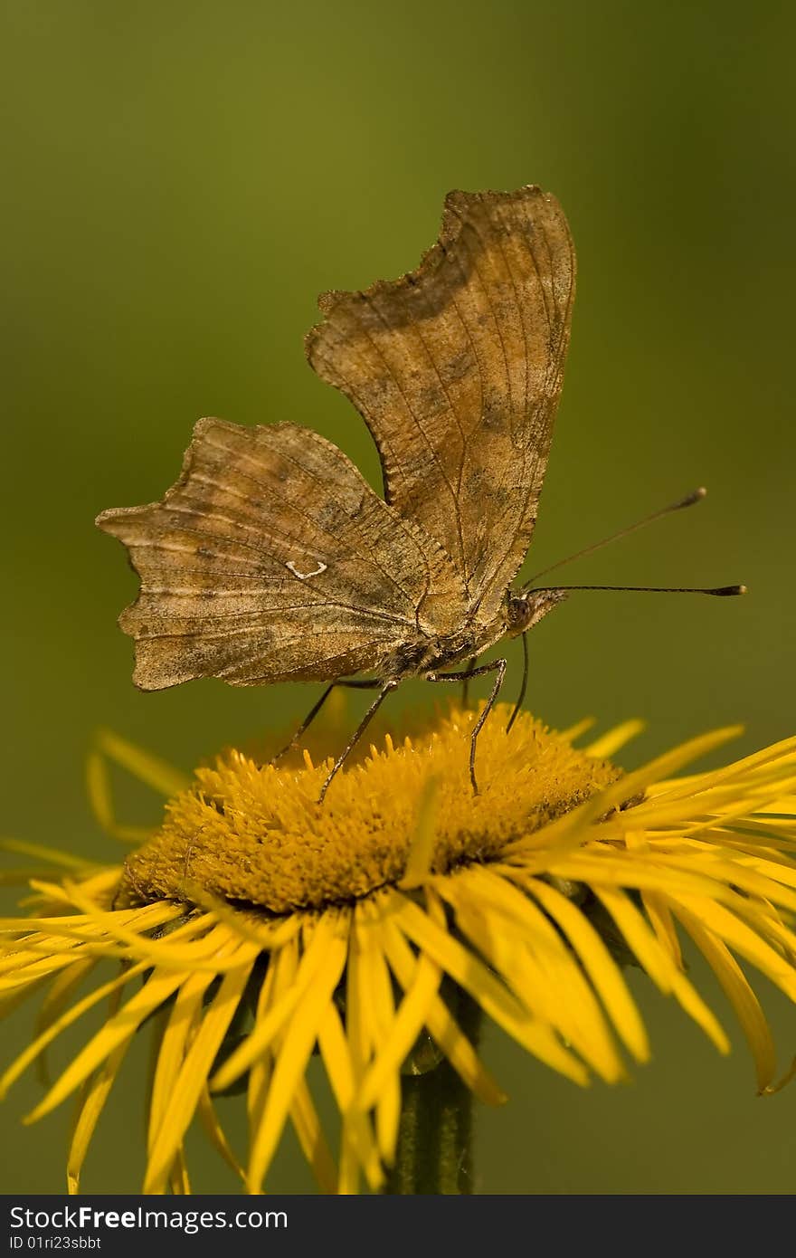 Butterfly Feeding On Yellow Flower