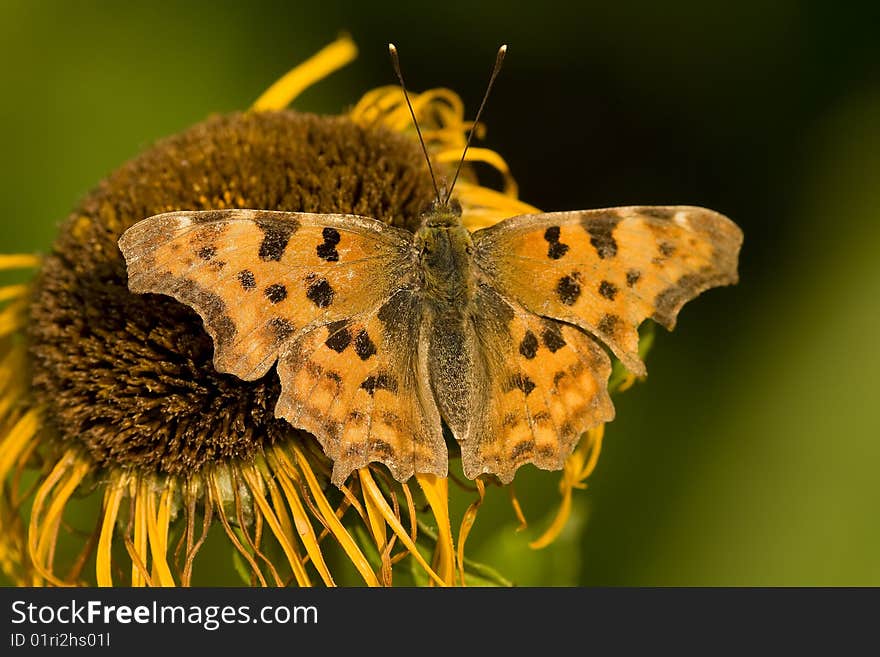 Butterfly Feeding On Yellow Flower