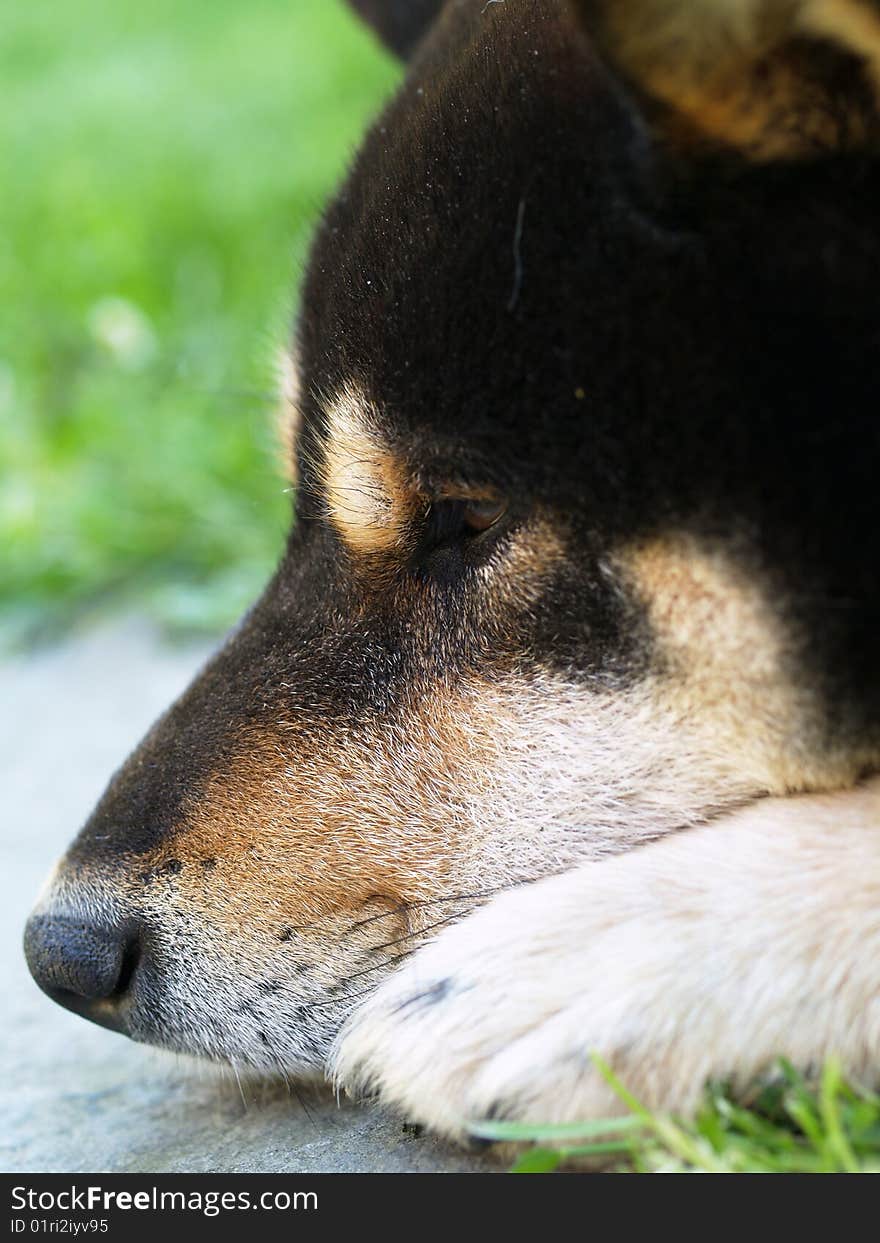 Dark Shiba Inu dog resting