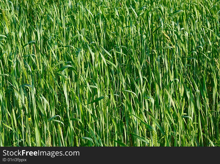 Green ear wheat