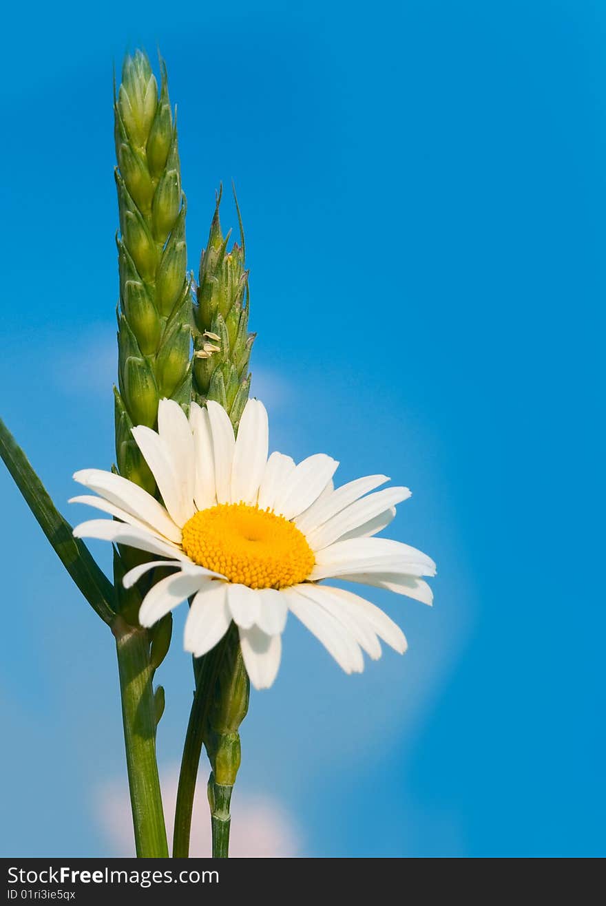 Camomile and ears of wheat against the sky