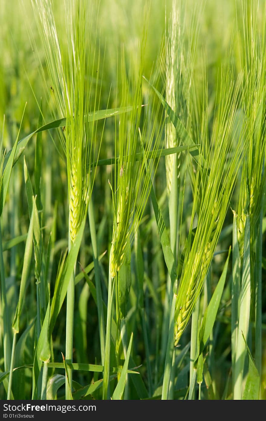 Green ear wheat