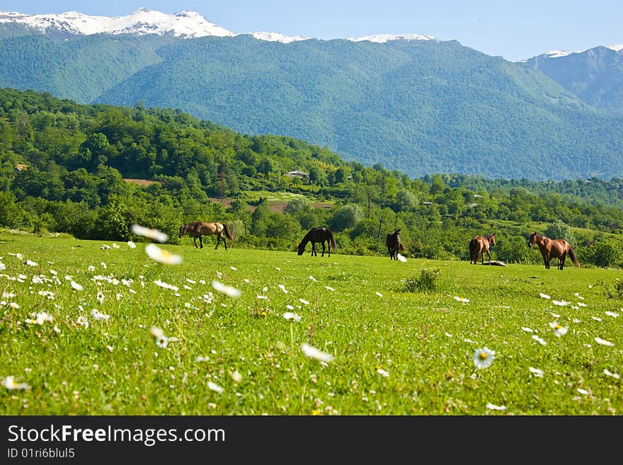 On a meadow with camomiles horses against high mountains are grazed