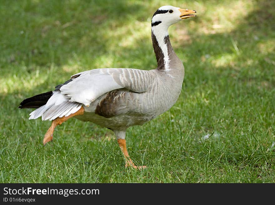 Goose on the green grass .