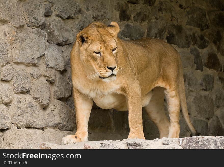 Female african lion in a zoo