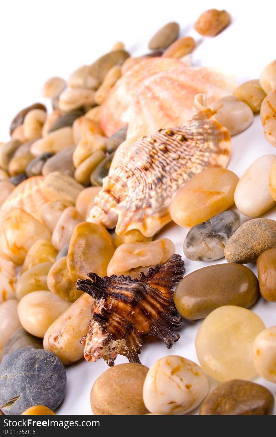 Sea shells and pebble beach collection