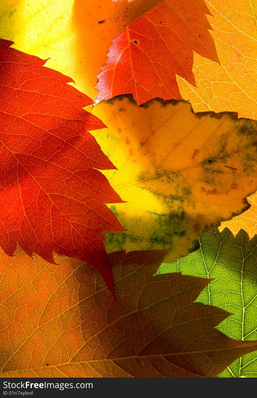 Autumn leaves collection - macro background .