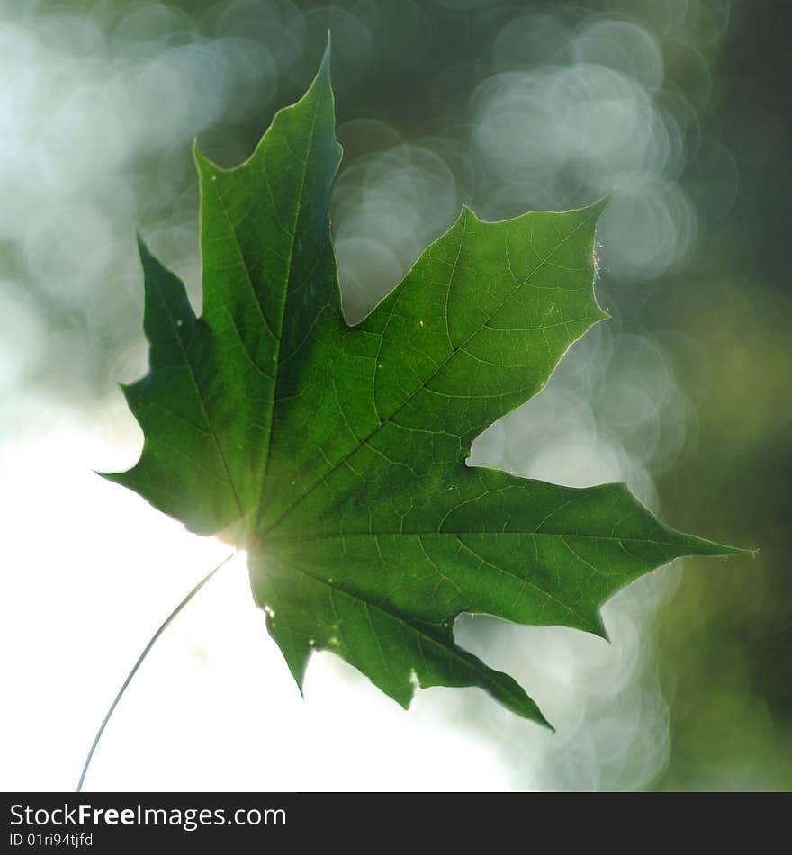 Maple leaf illuminated with the sun