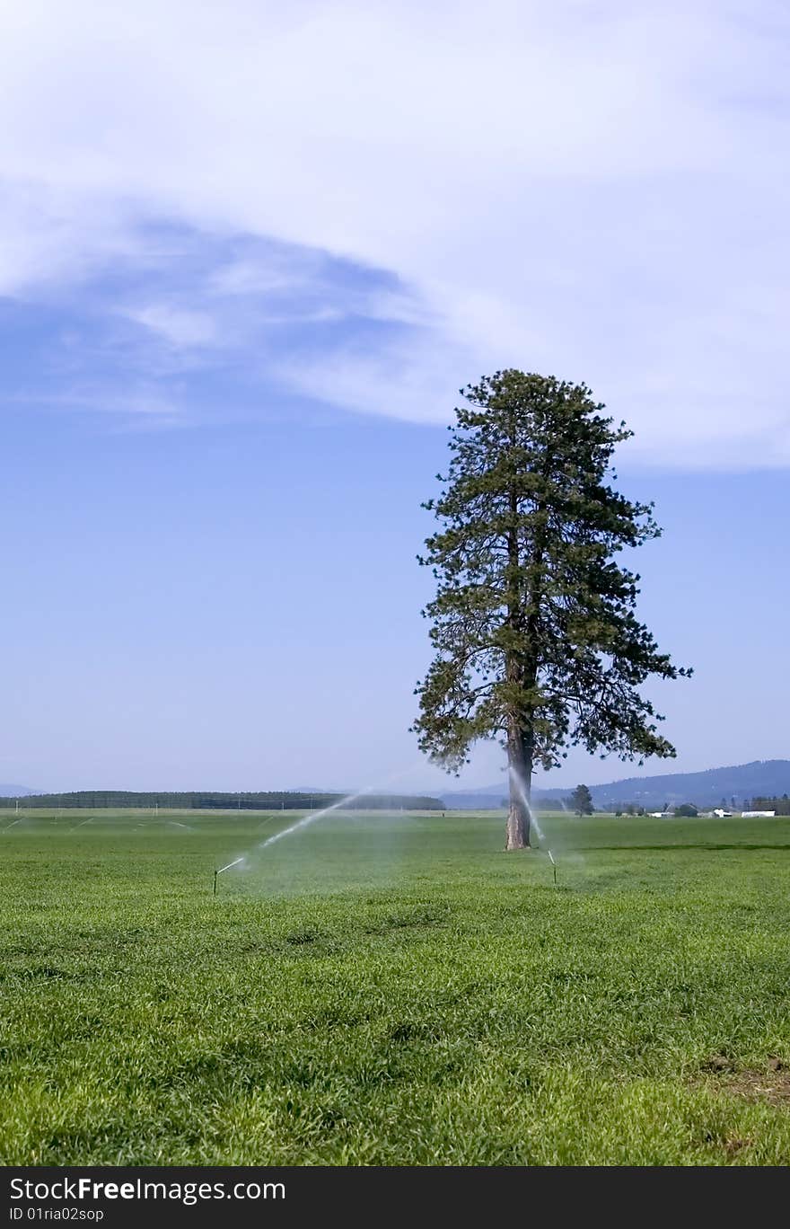 A pine tree stands tall in a fam field among sprinklers. A pine tree stands tall in a fam field among sprinklers.