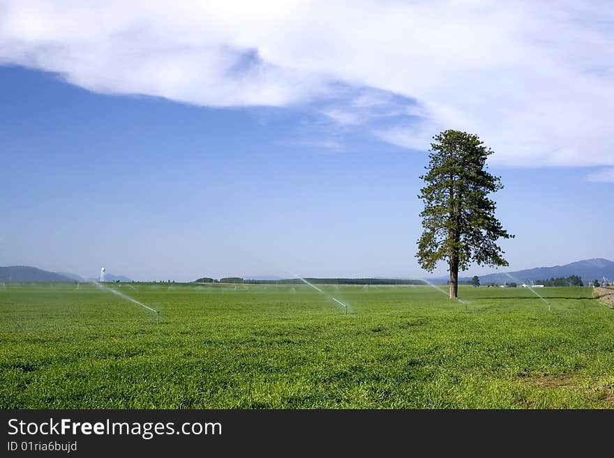 Lone pine tree in farm field.