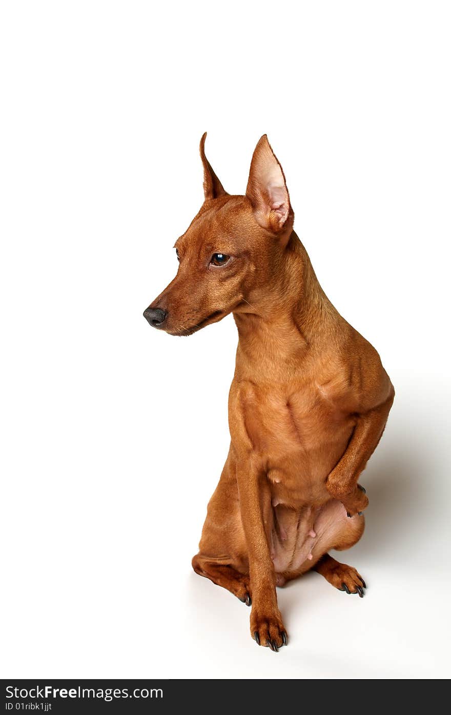 Red Miniature Pinscher isolated on white background. Red Miniature Pinscher isolated on white background.