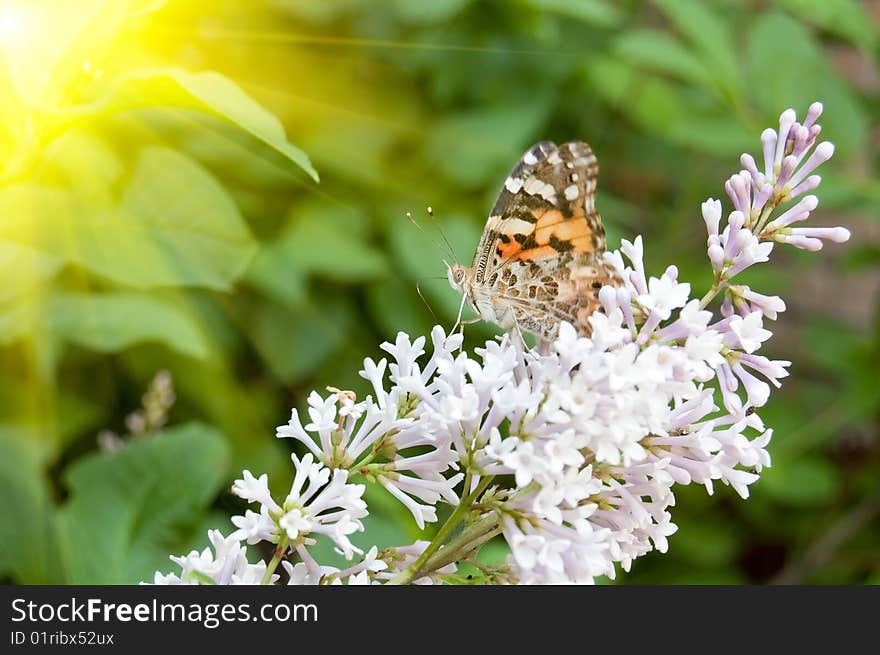 Painted lady on lilac flowers, lighting effect