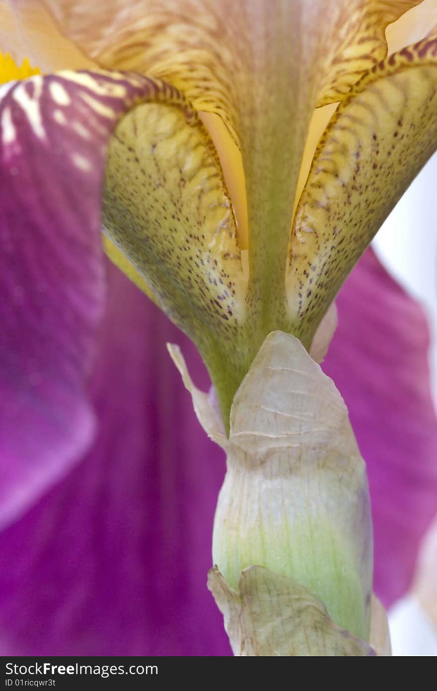 The base and stem of an Iris.