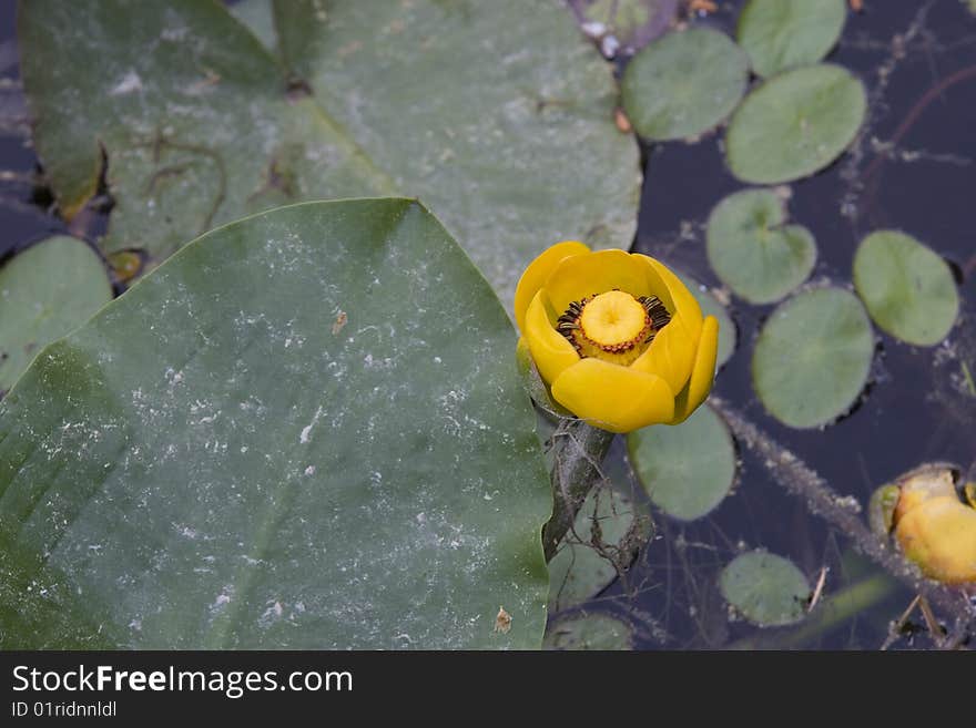 A single yellow water lily surrounded by green lily pads. A single yellow water lily surrounded by green lily pads.