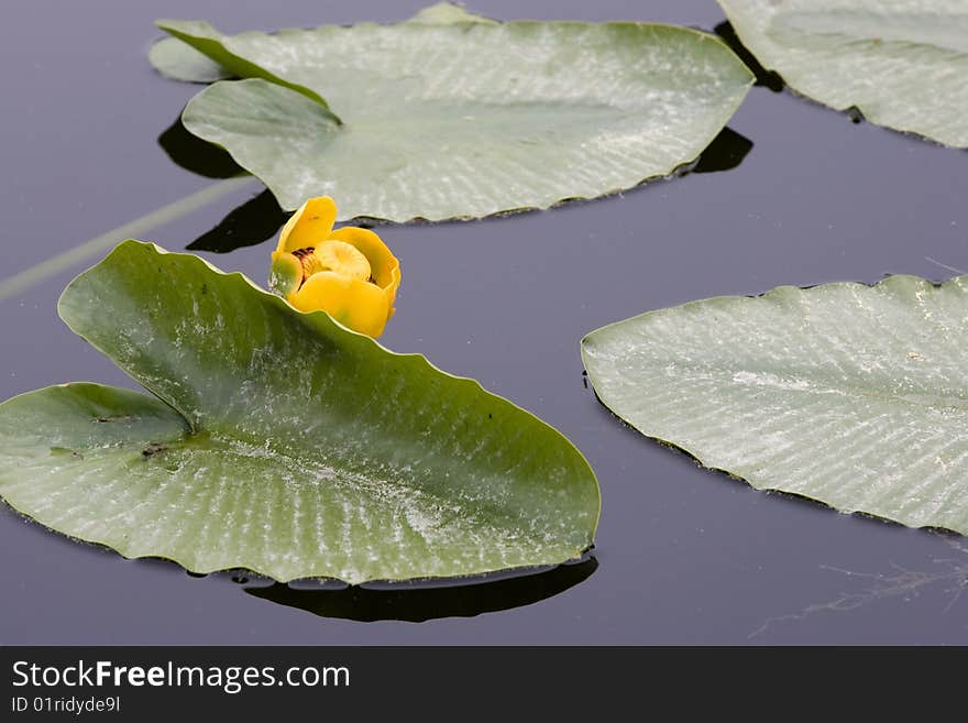 Yellow water lily.