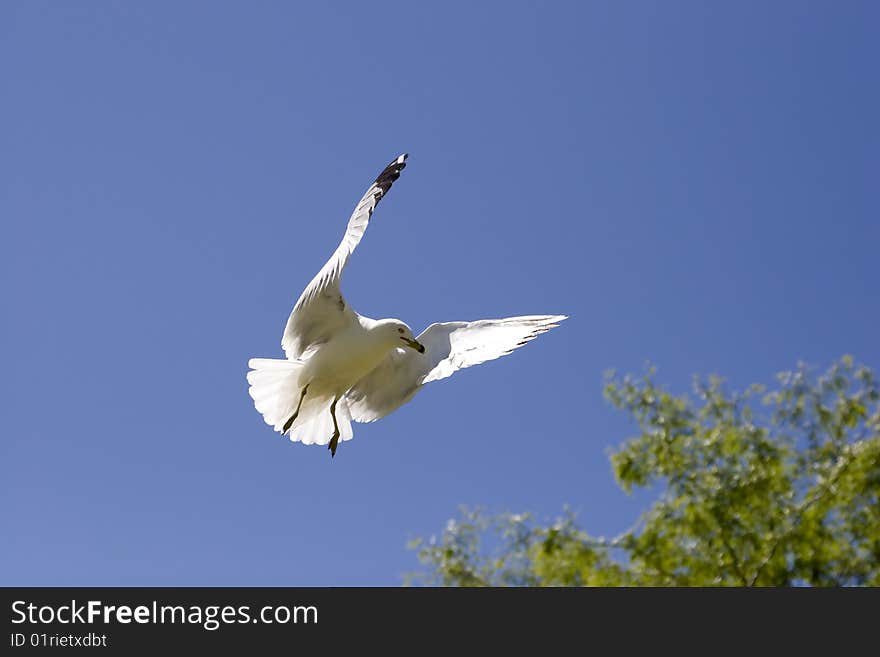 Seagull flaps its wings.