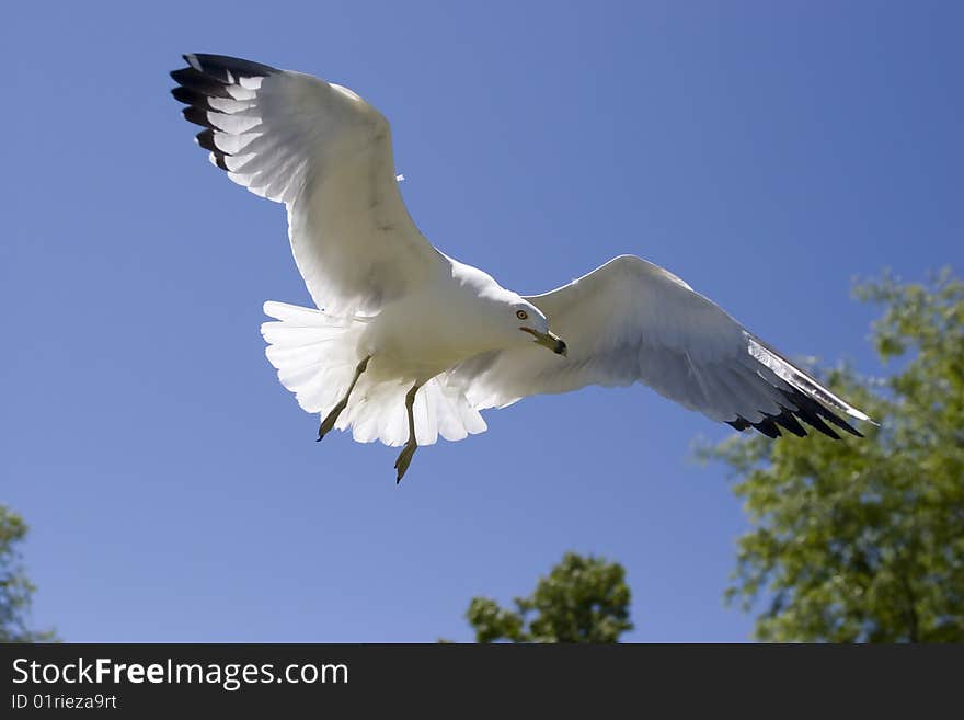 A seagull in the air riding the warm air currents. A seagull in the air riding the warm air currents.