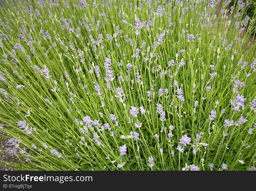 Thousands of tiny flowers reaching the skies