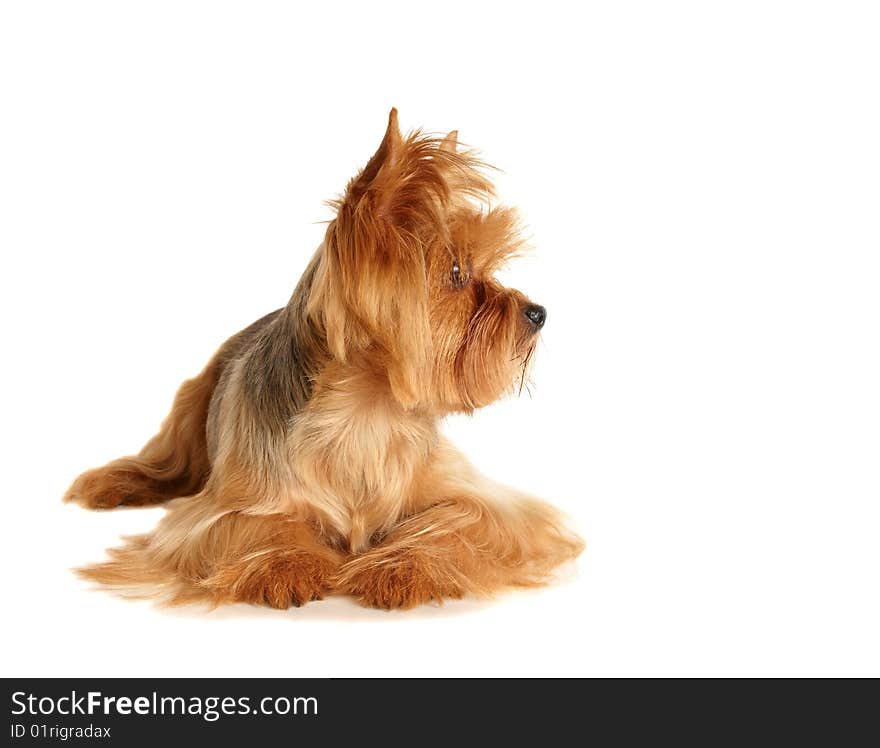 The Yorkshire Terrier lying on white background