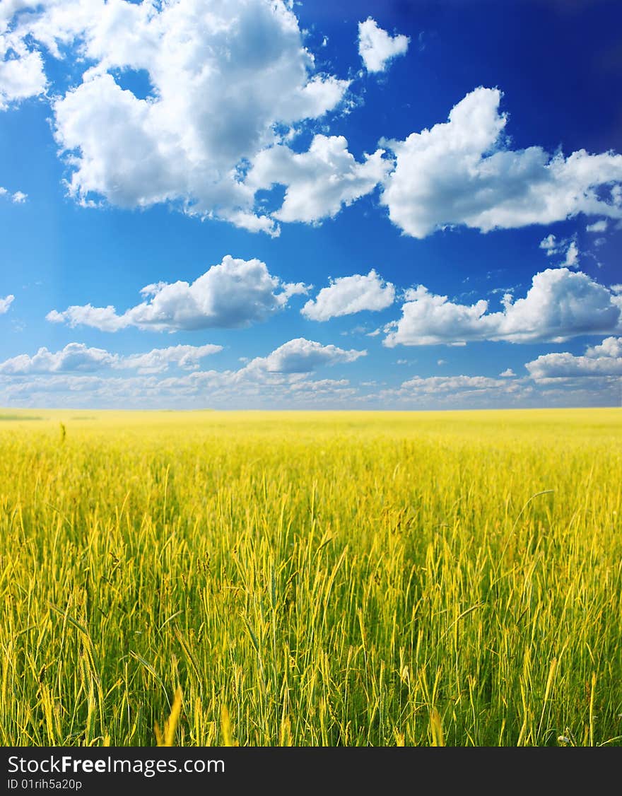 Yellow wheat blue sky and white airy clouds. Yellow wheat blue sky and white airy clouds