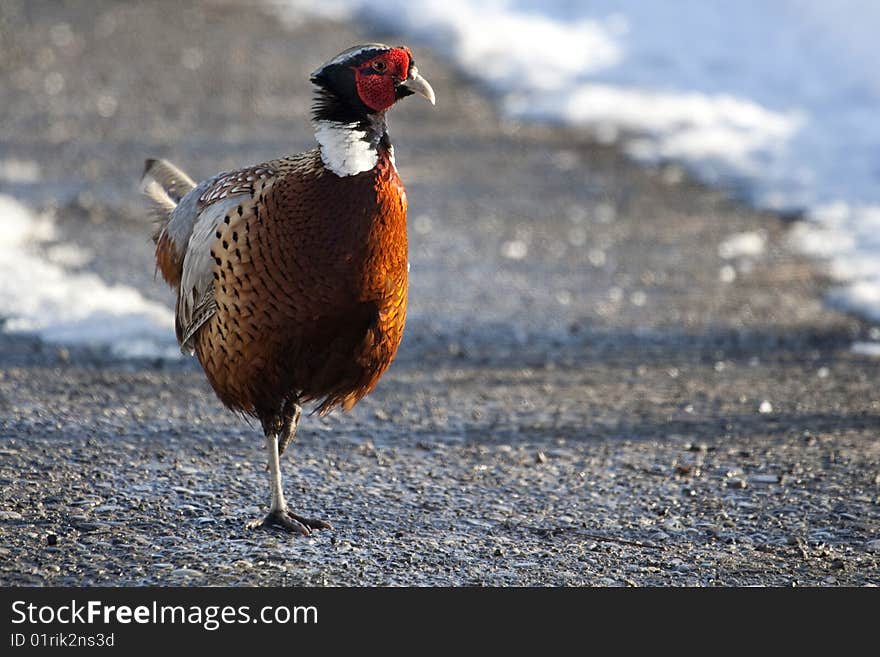 Male Pheasant walking in winter 
(Phasianus colchicus mongolicus).