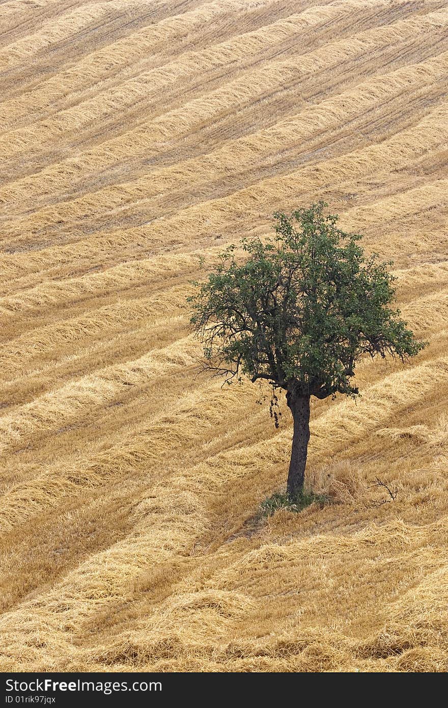 The pear tree in the wheat field.