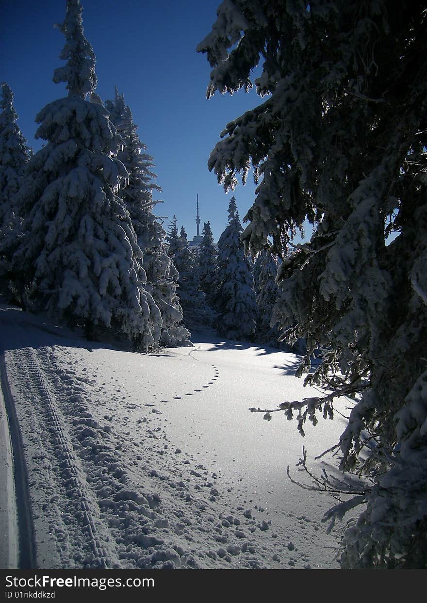 A view of the Great grandfather-hill, the biggest mountain of Hrubý Jeseník in the Czech republic