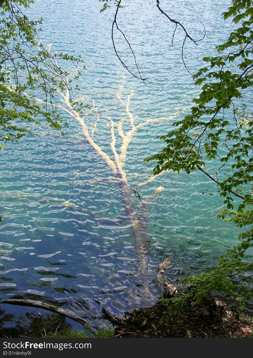 Tree In Water