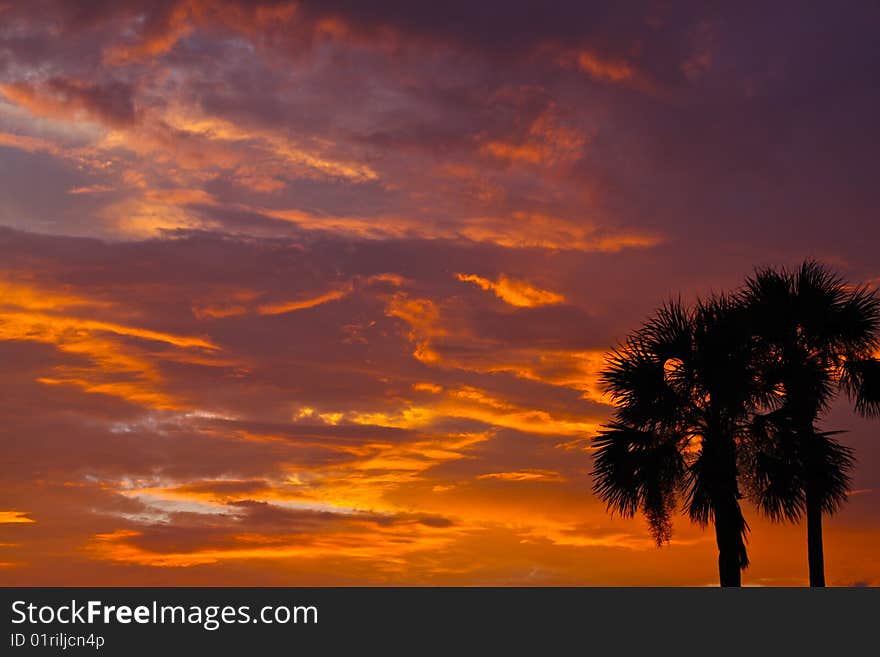 Sunset with palm trees in foreground. Sunset with palm trees in foreground