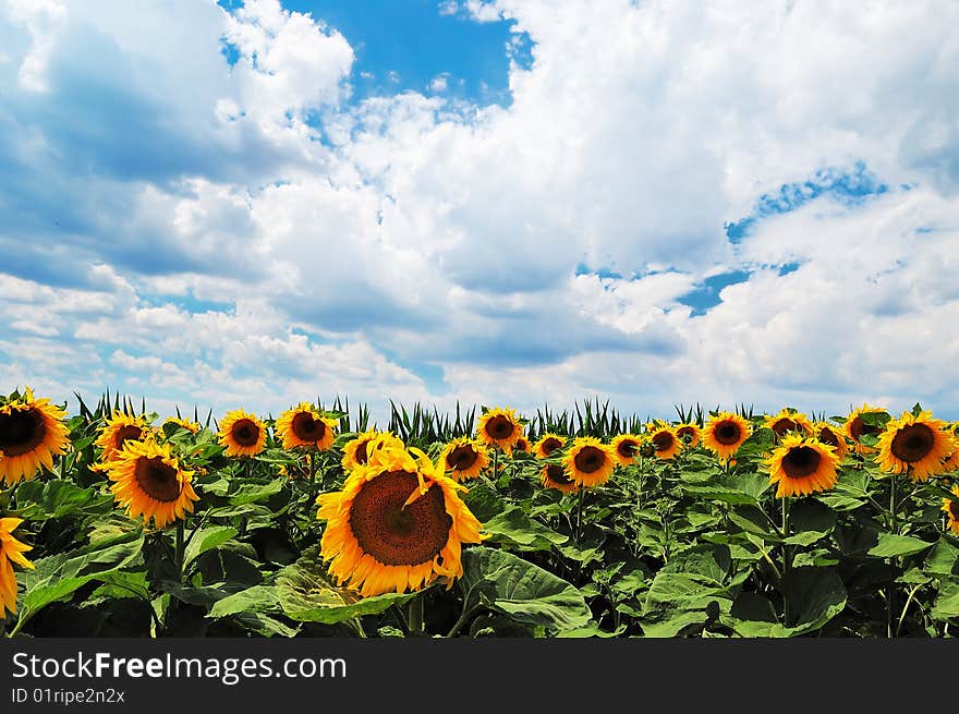 Field of sunflowers against a cloudy blue sky background. Field of sunflowers against a cloudy blue sky background