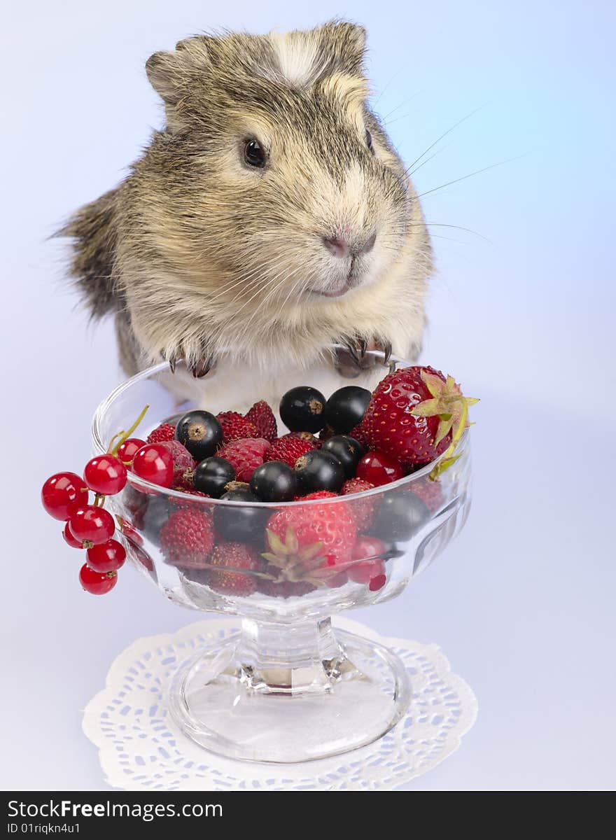 Guinea pig and different berries in the bowl. Not cut-out image. Guinea pig and different berries in the bowl. Not cut-out image