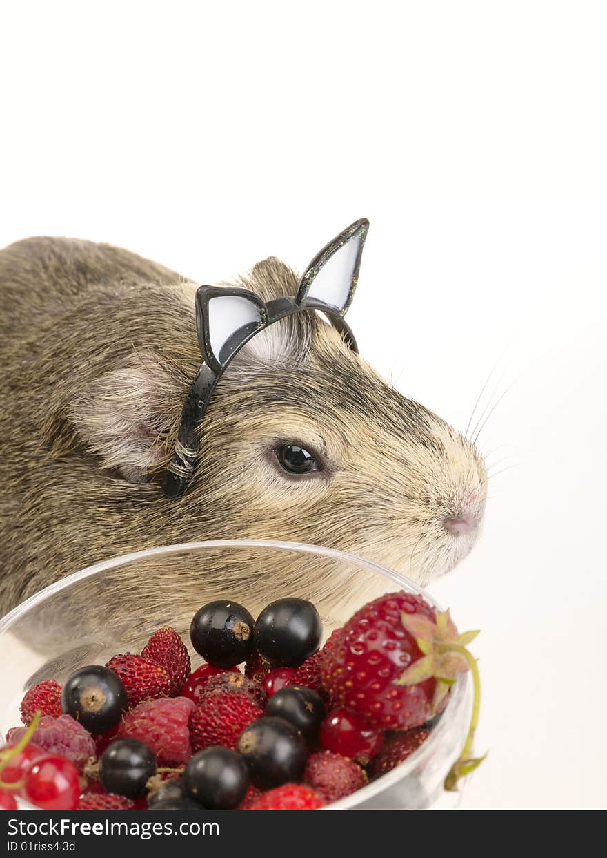 Guinea pig and different berries in the bowl. Not cut-out image. Guinea pig and different berries in the bowl. Not cut-out image