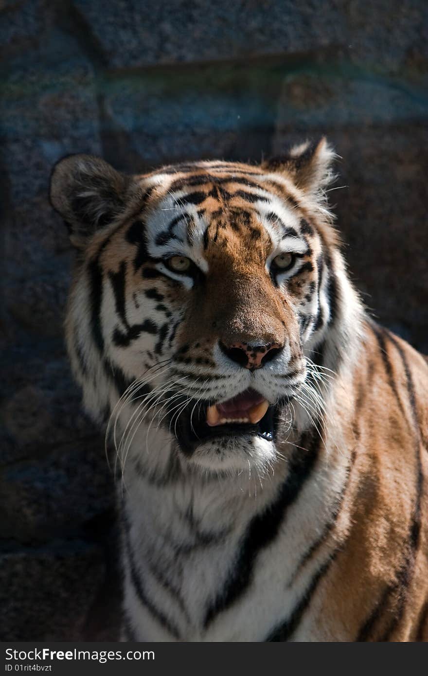 Tiger portrait wich open mouth