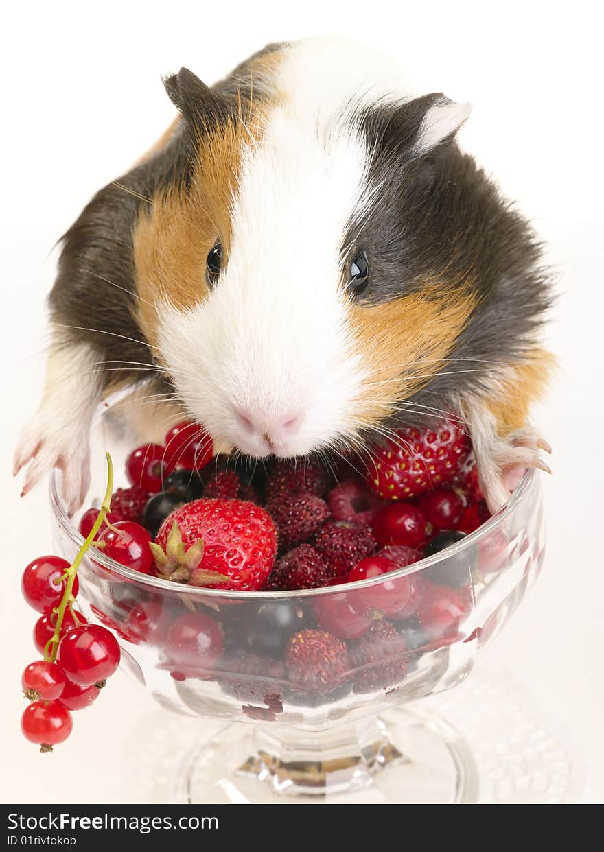 Guinea pig and different berries in the bowl. Not cut-out image. Guinea pig and different berries in the bowl. Not cut-out image