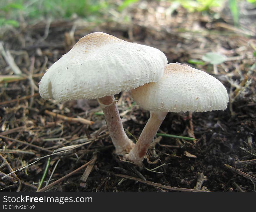 Two white fungus or toadstool, named Shaggy Parasol, over ground. Location: Rosario city, Argentina. Two white fungus or toadstool, named Shaggy Parasol, over ground. Location: Rosario city, Argentina