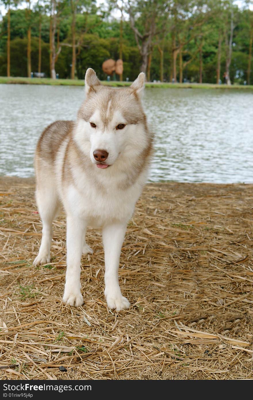 Pure breed siberian husky standing by a lake