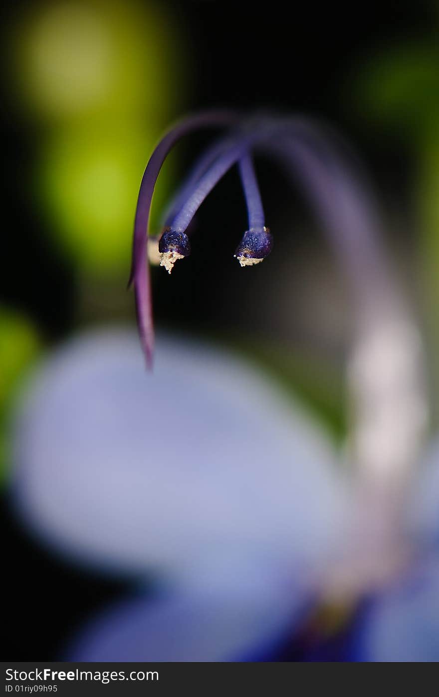 Blue Glory Bower from different angle