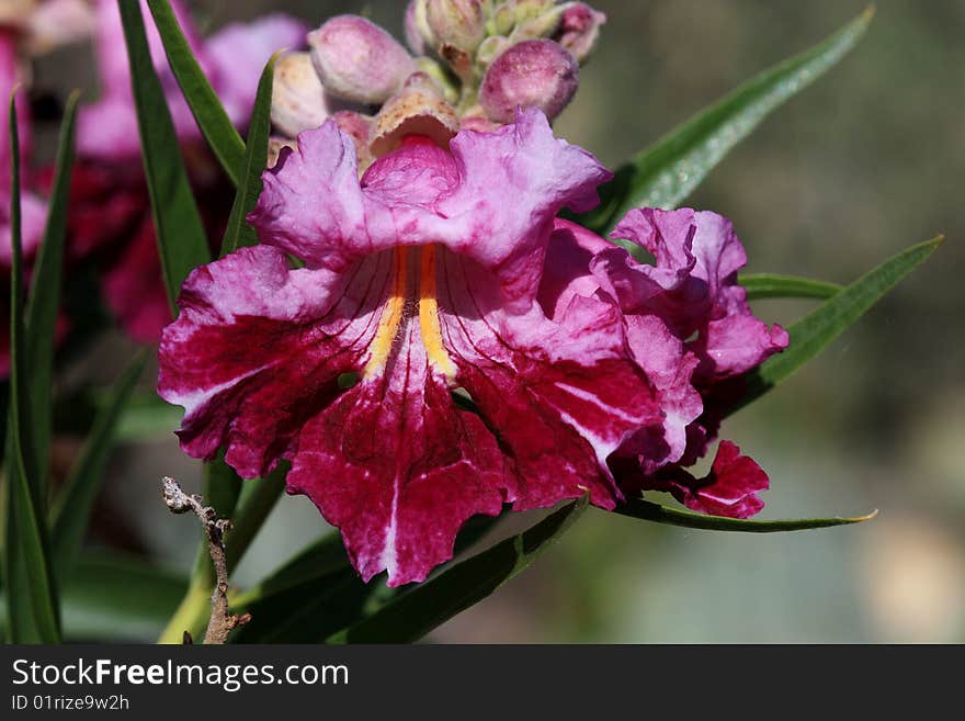 Desert Amethyst Tree Flower