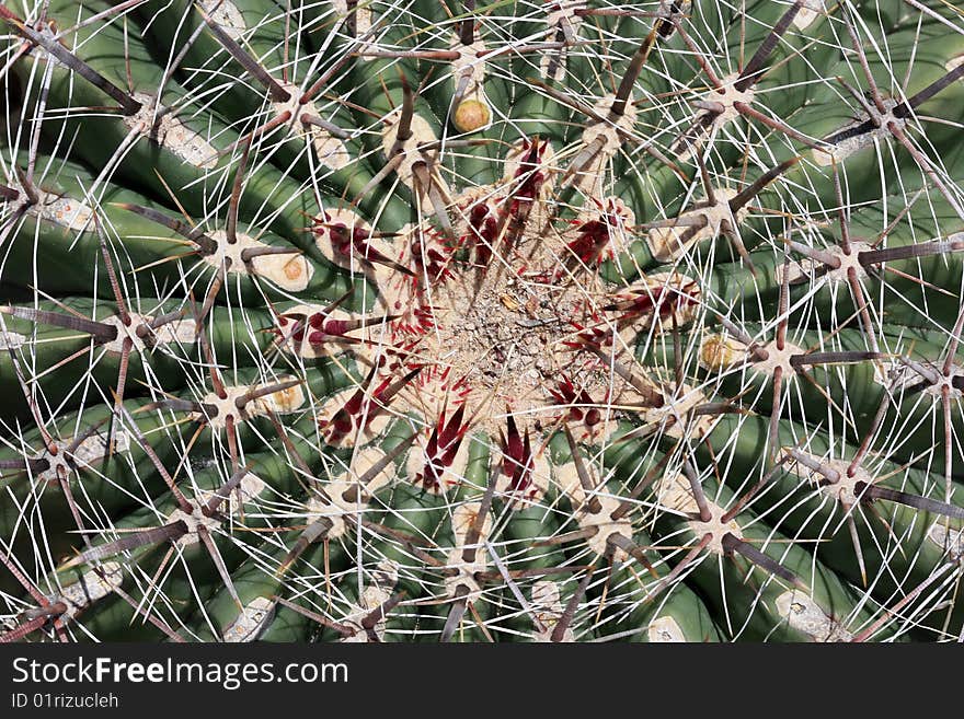 Macro of top of barrel cactus plant showing spines and ribs. Macro of top of barrel cactus plant showing spines and ribs.