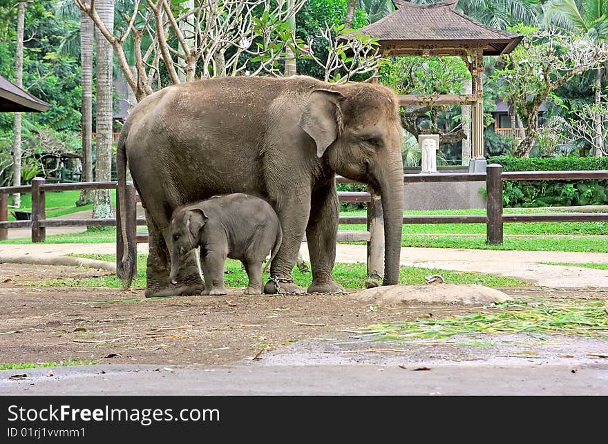 Small and big elephants in the zoo. Small and big elephants in the zoo