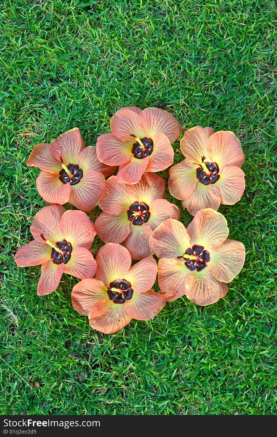 Tropical flowers on green grass