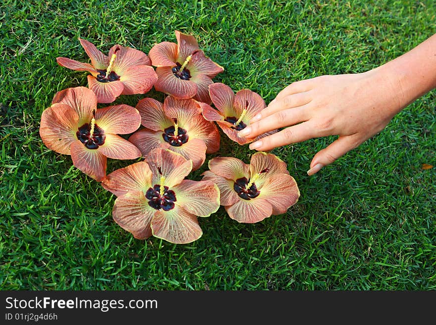 Tropical Flowers On Green Grass