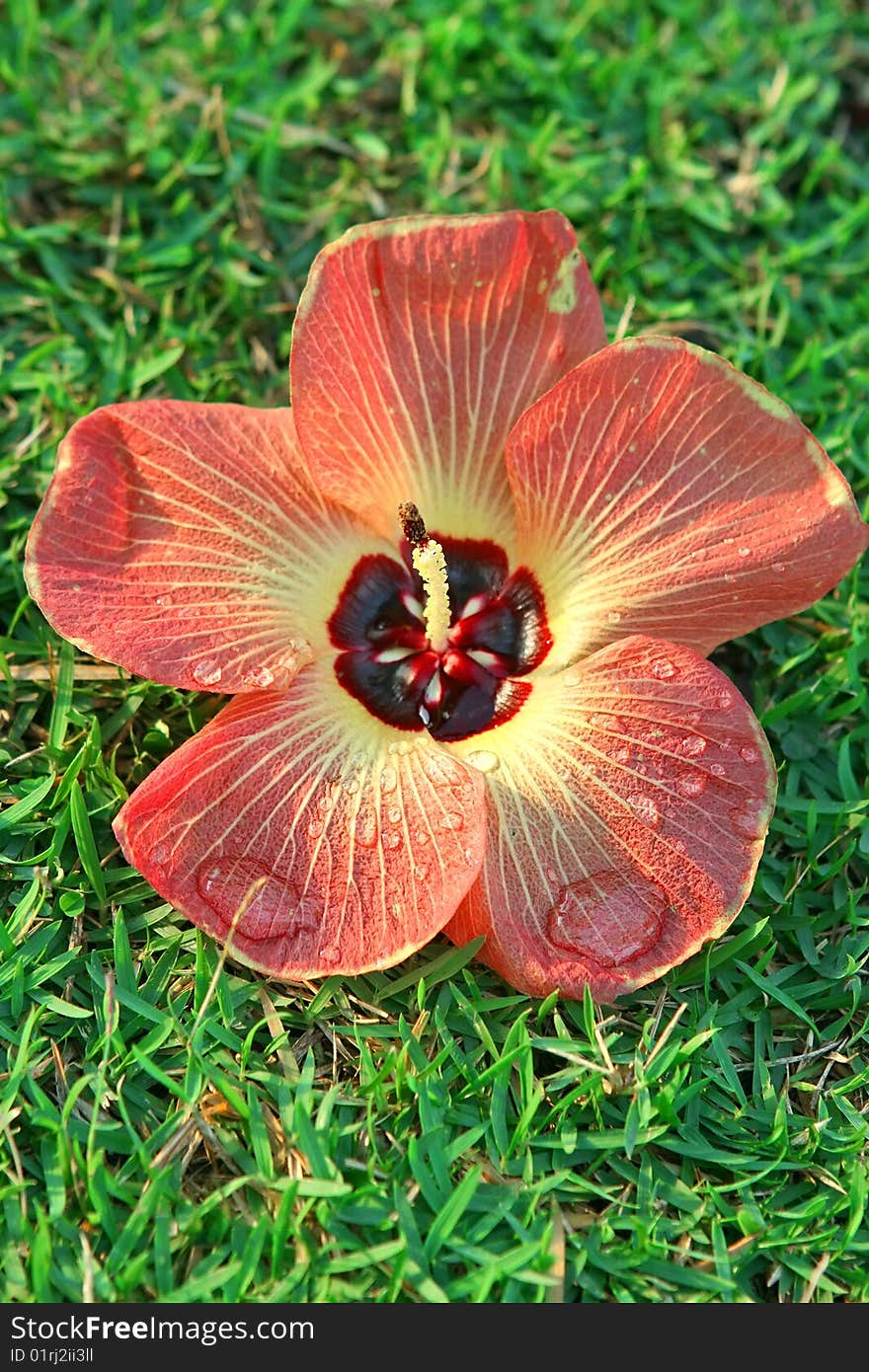 Red flower on green grass