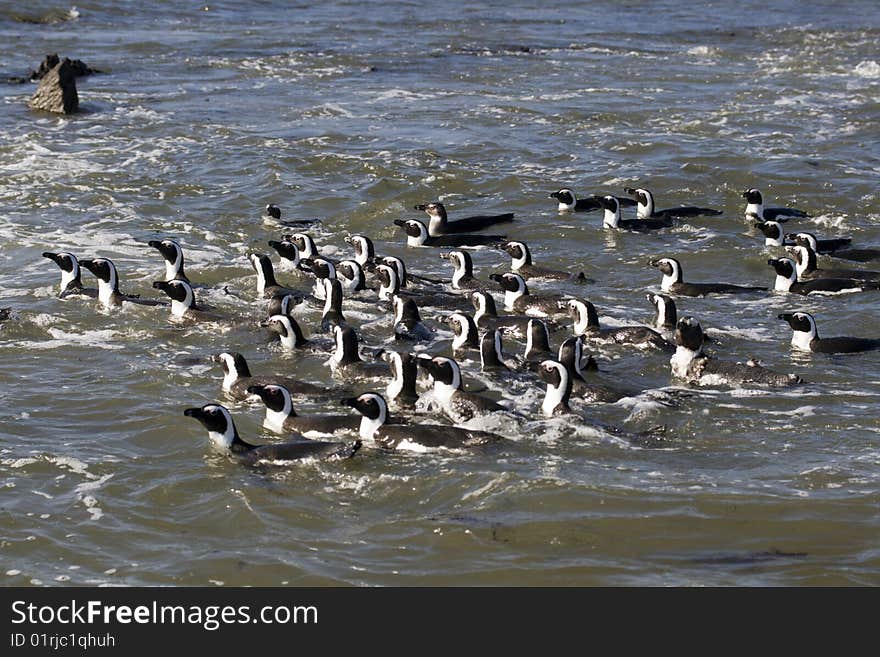 African Penguins Spheniscus demersus, also known as Penguins, at the colony at Robben Island, near Cape Town, South Africa.